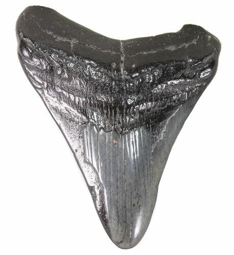 Bargain, Fossil Megalodon Tooth - South Carolina #48210